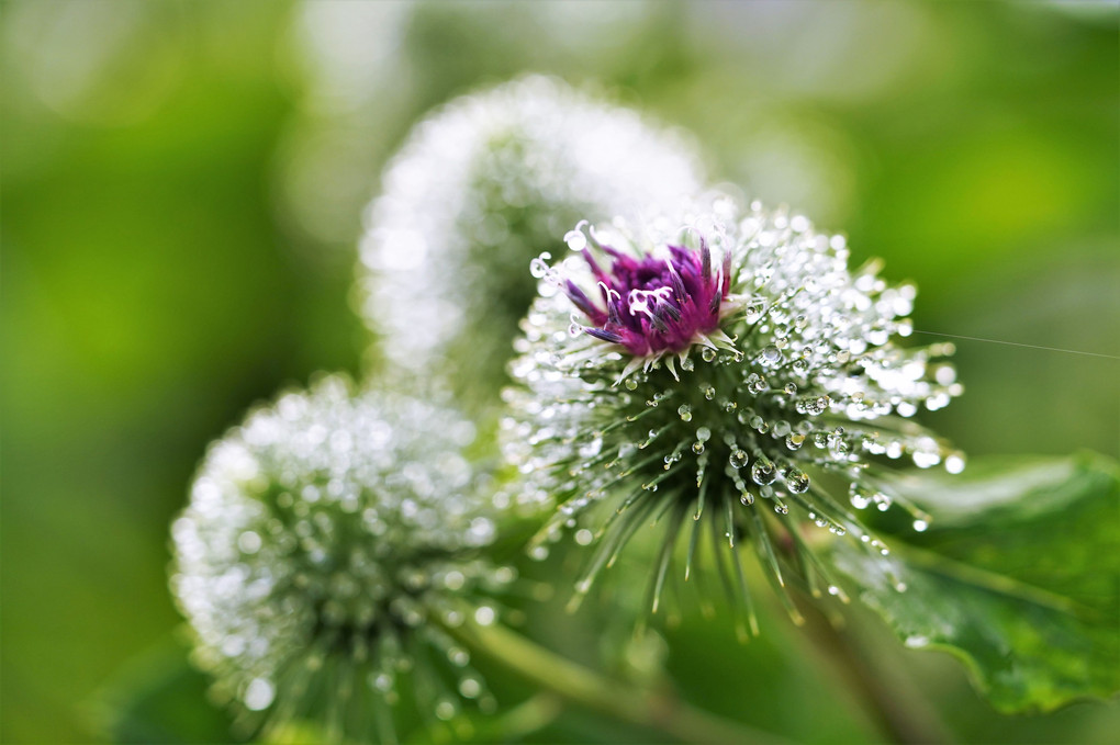 ゴボウの花　