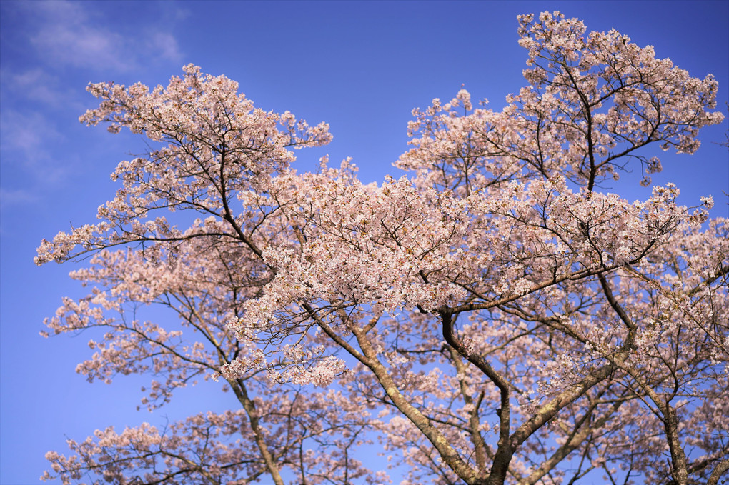 山桜が咲きました