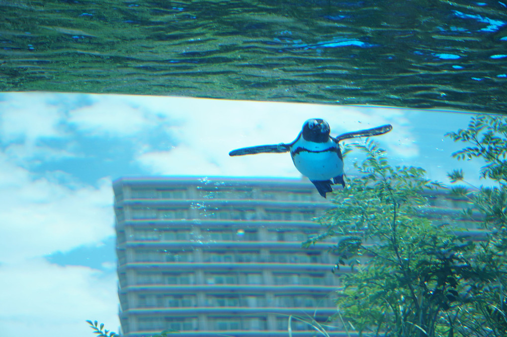 空飛ぶペンギン