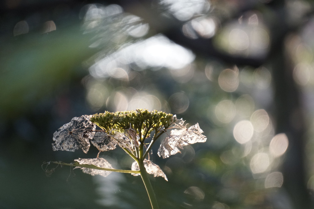 11月の紫陽花