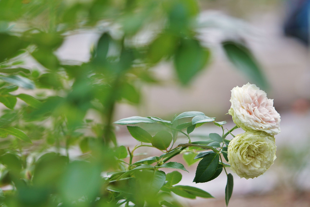 ❁秋薔薇❁