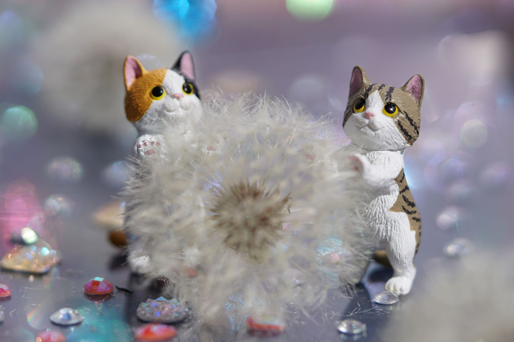 タンポポの綿毛玉と猫ちゃん