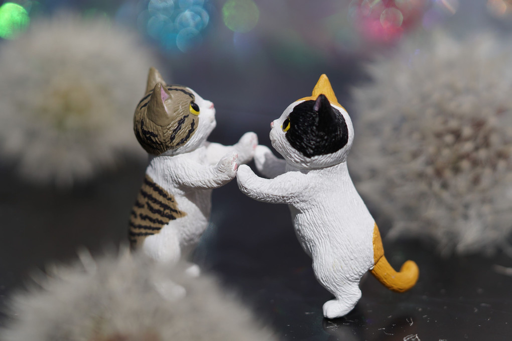 タンポポの綿毛玉と猫ちゃん