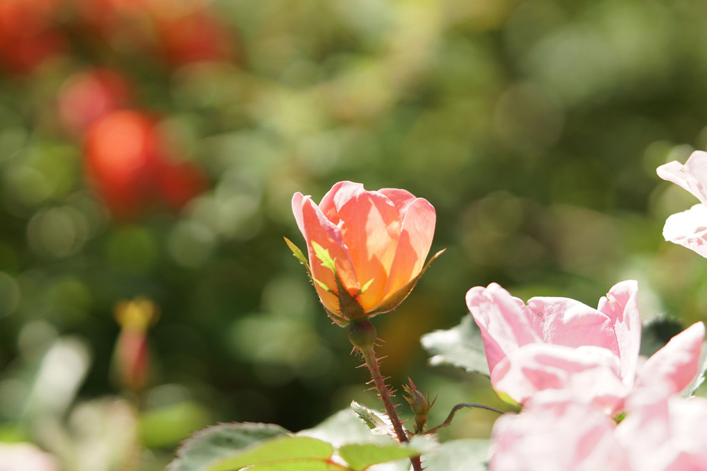 🌸花マンション(薔薇)🌸