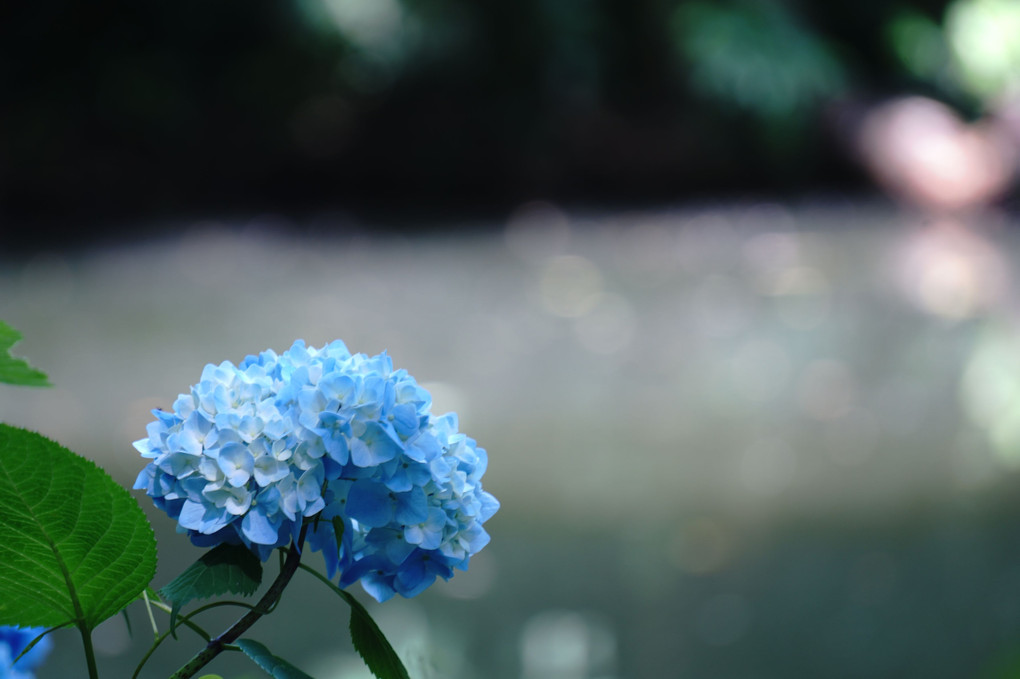 🌸和田堀公園の水辺に咲くあじさい🌸