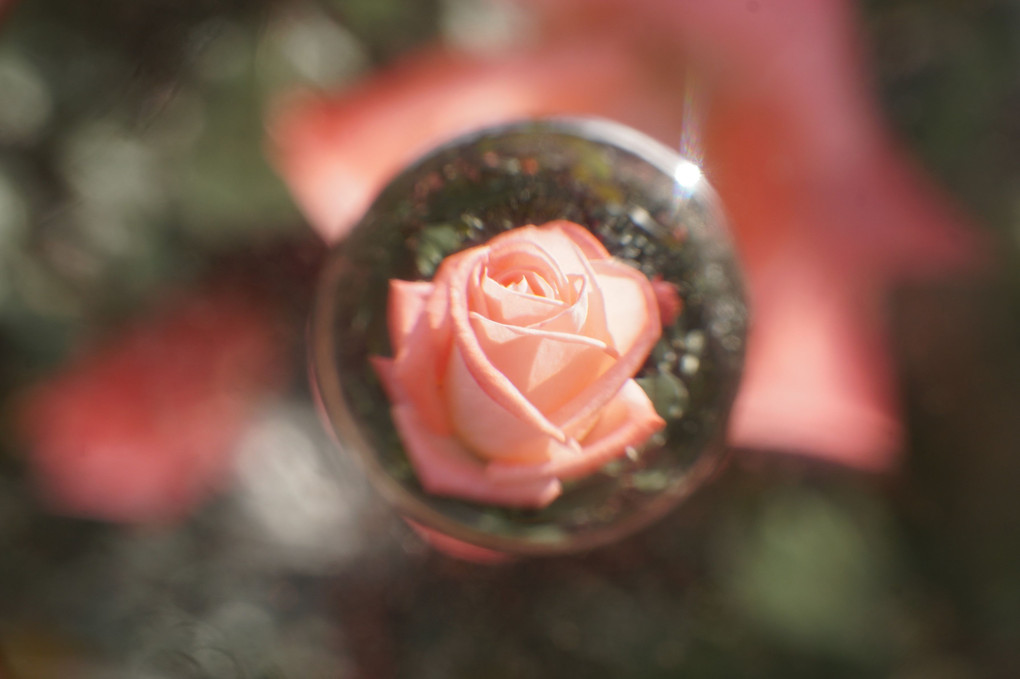 🌸薔薇の宙玉🌸