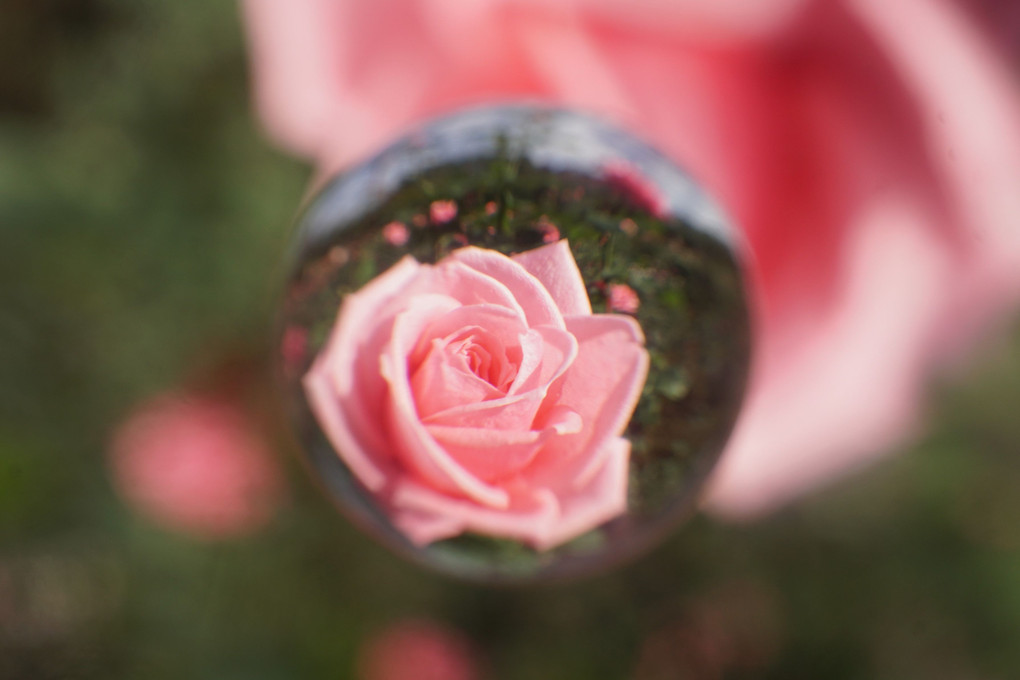 🌸薔薇の宙玉🌸