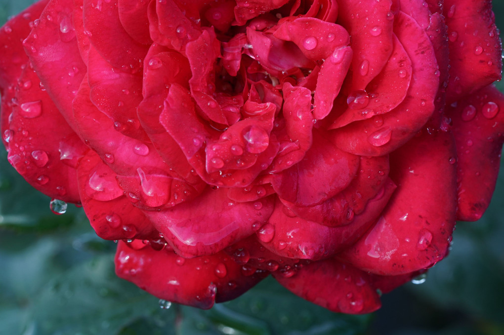 ❀雫と秋薔薇・2❀