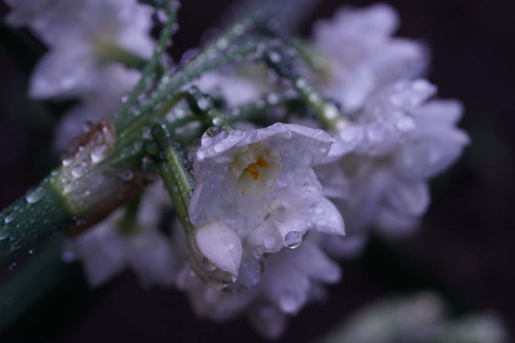 ❀雨上がりの庭の花❀