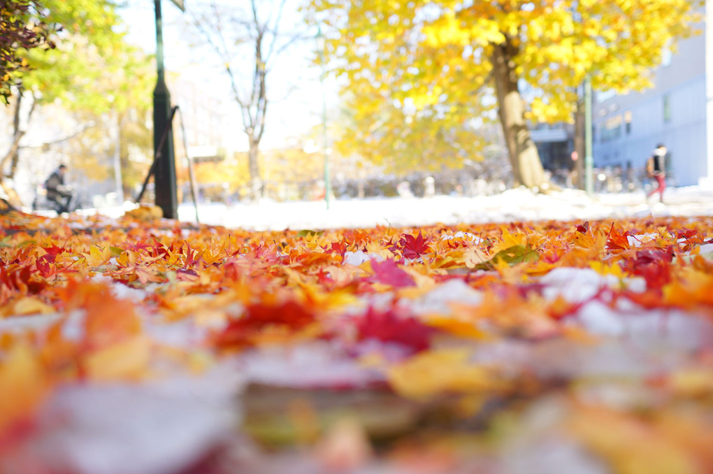ゆきと落ち葉の絨毯