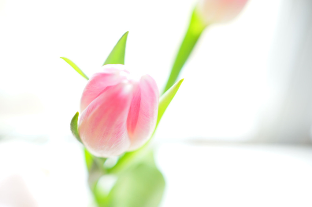 Tulips♡
