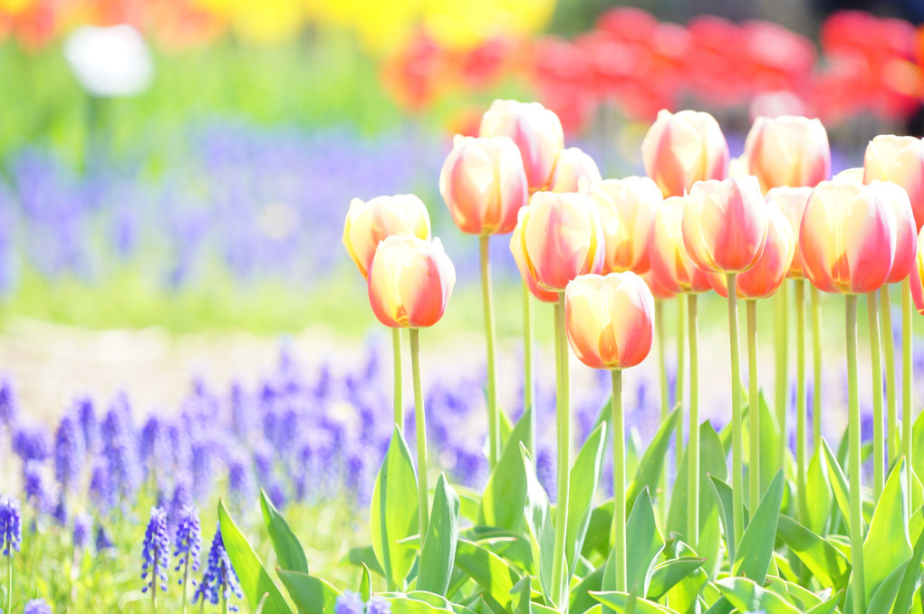 Colorful Tulip♡