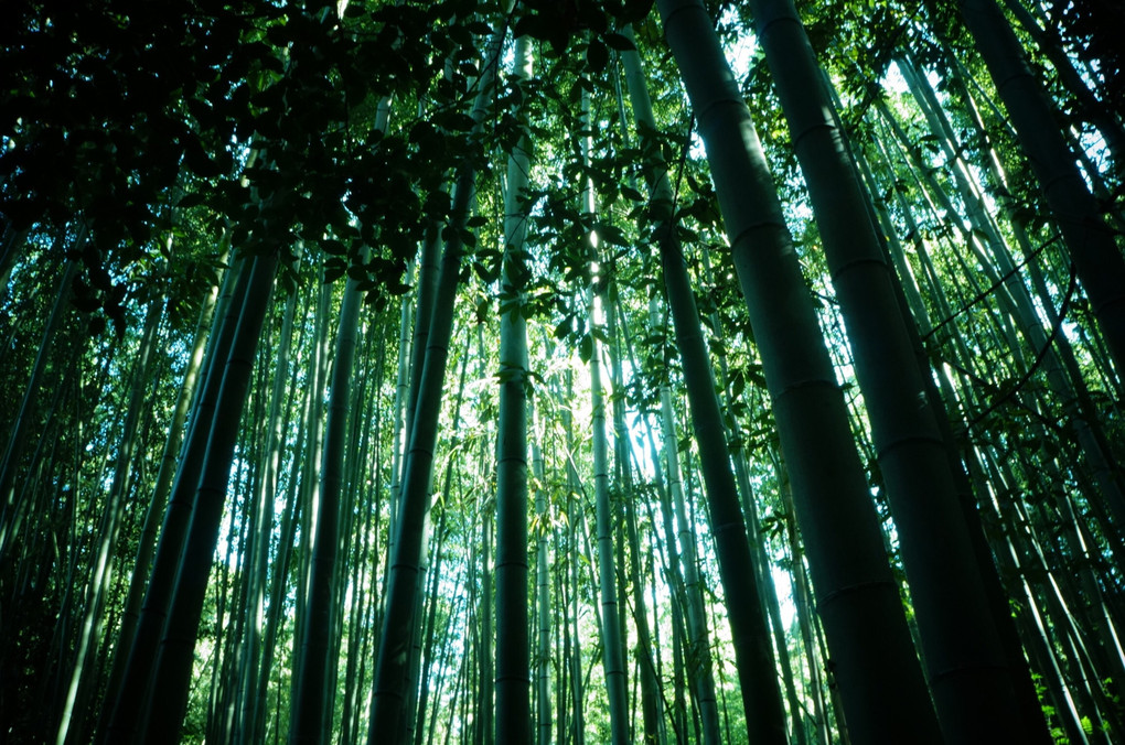 竹林の小径