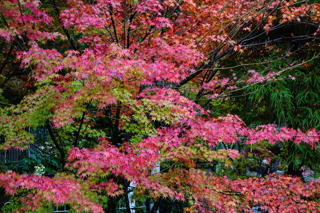 京都・永観堂の紅葉（その１）