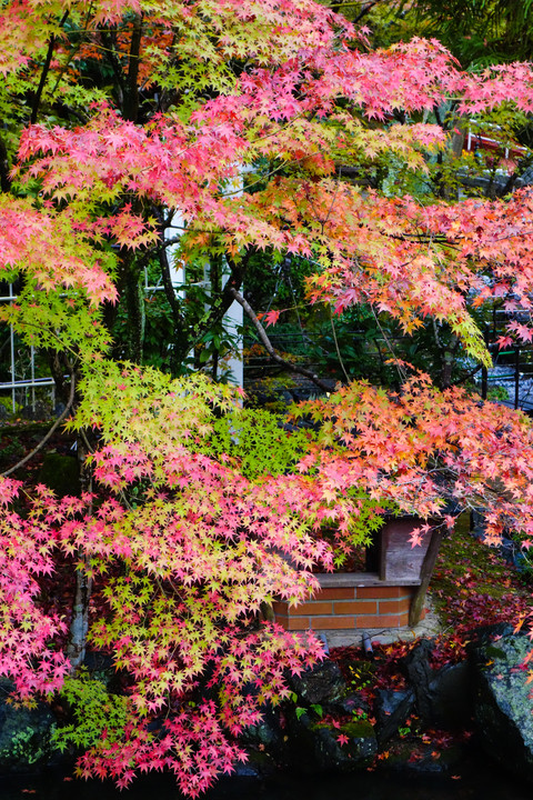 京都・永観堂の紅葉（その１）