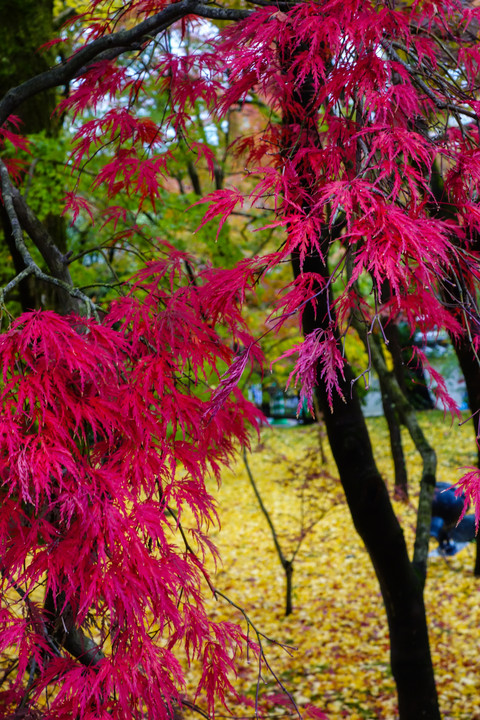 京都・永観堂の紅葉（その３）