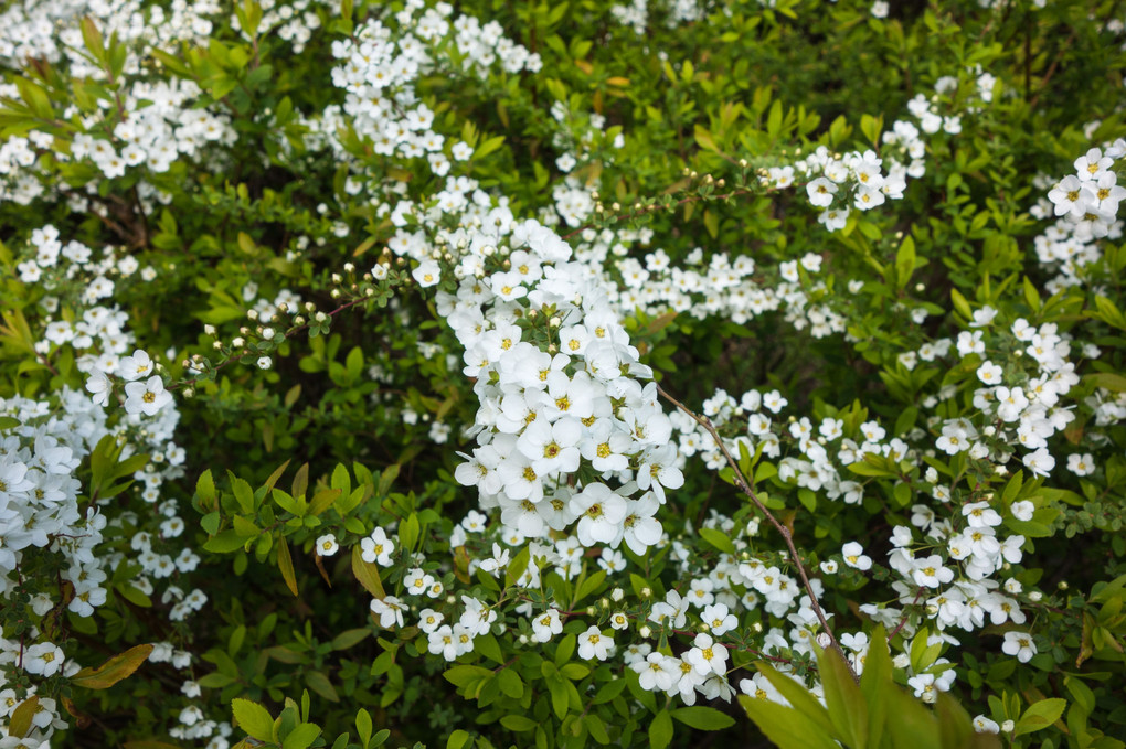 可憐な白い花