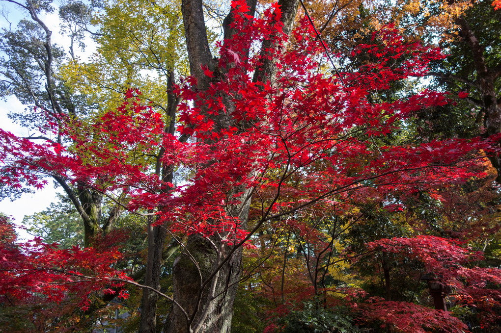 紅葉巡り