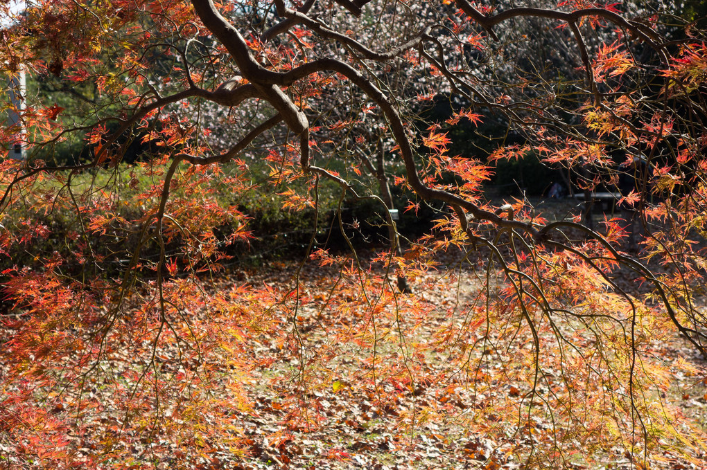 里山の紅葉