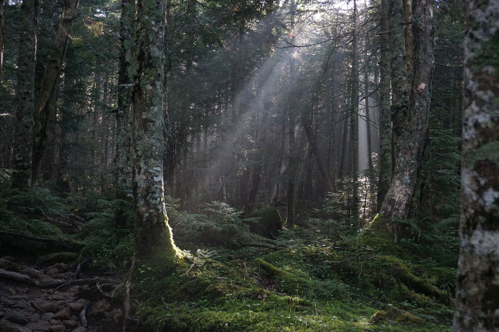 森の光