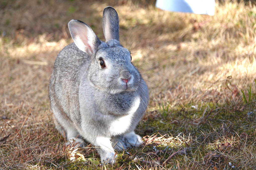 小さな庭ですが、走り回っていました。