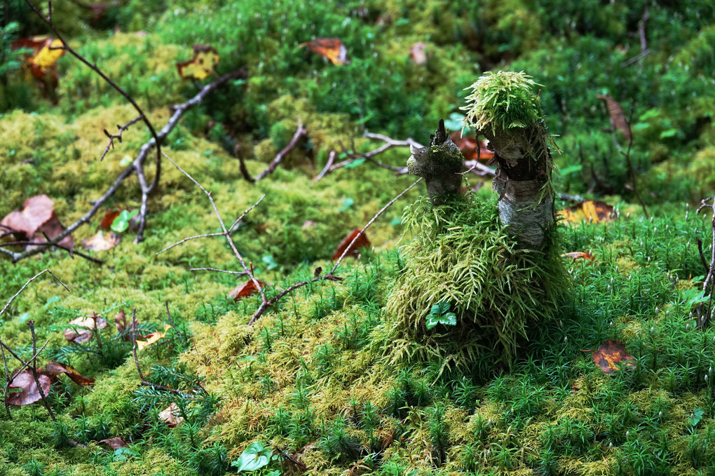 朝日が射す南八ヶ岳・苔の森