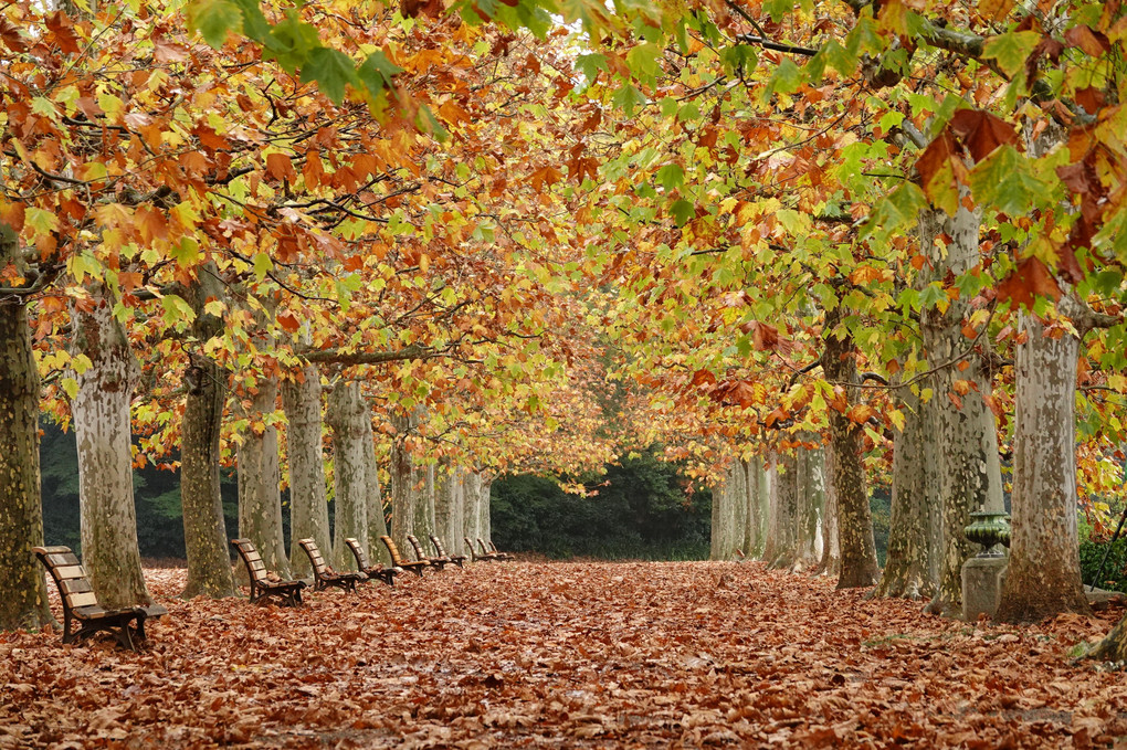 秋色に染まるプラタナスの並木  落ち葉の絨毯、その上をそっと歩きました