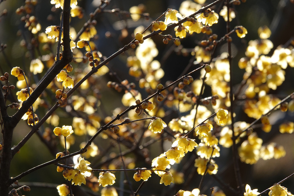 冬に咲く　冬にかおる　光り輝く蝋梅