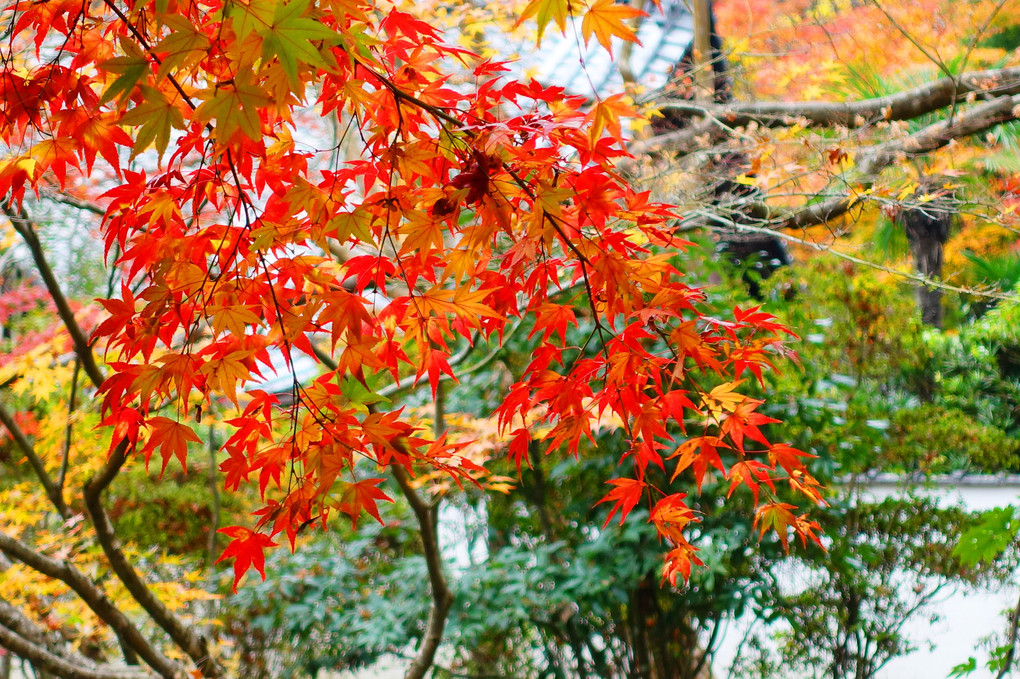 晩秋の南禅寺