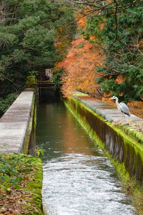 美しきローマ風のアーチ橋　晩秋の南禅寺 水路閣　