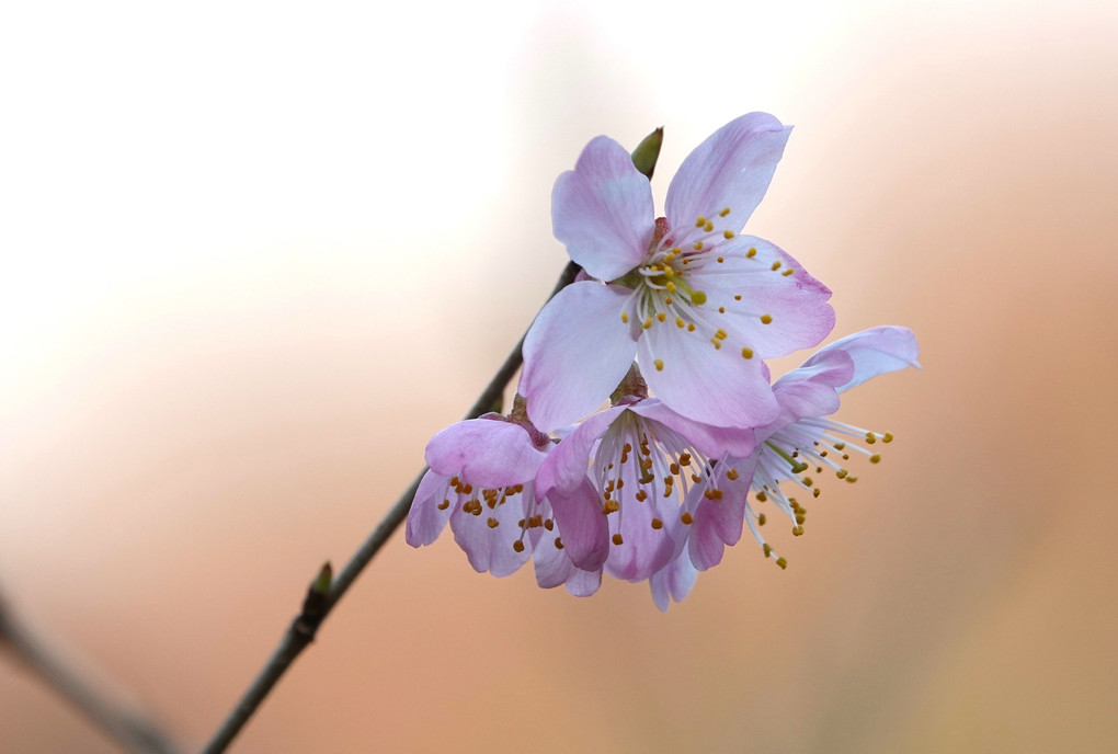 「春めき桜」　頬をほんのり染めたような可愛い桜