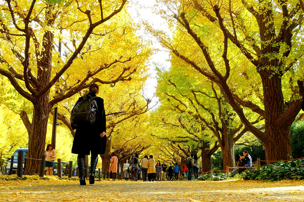 銀杏並木を歩く。 今年も黄金色の世界に出逢えました。