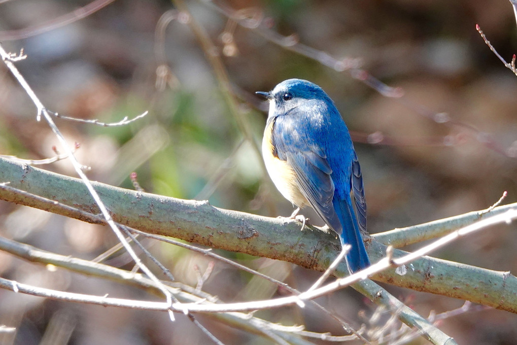 優しい光を浴びた青い鳥  ルリビタキ