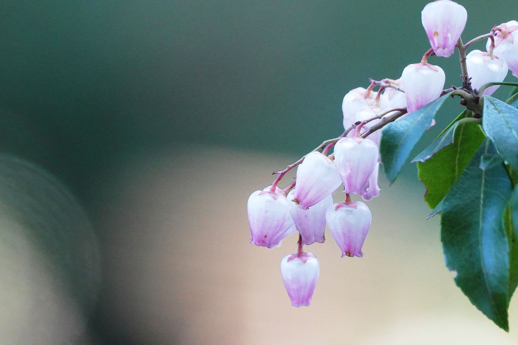 春の光りを纏った小さな壺の花　アセビ