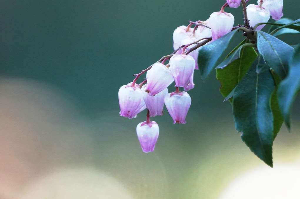 春の光りを纏った小さな壺の花　アセビ