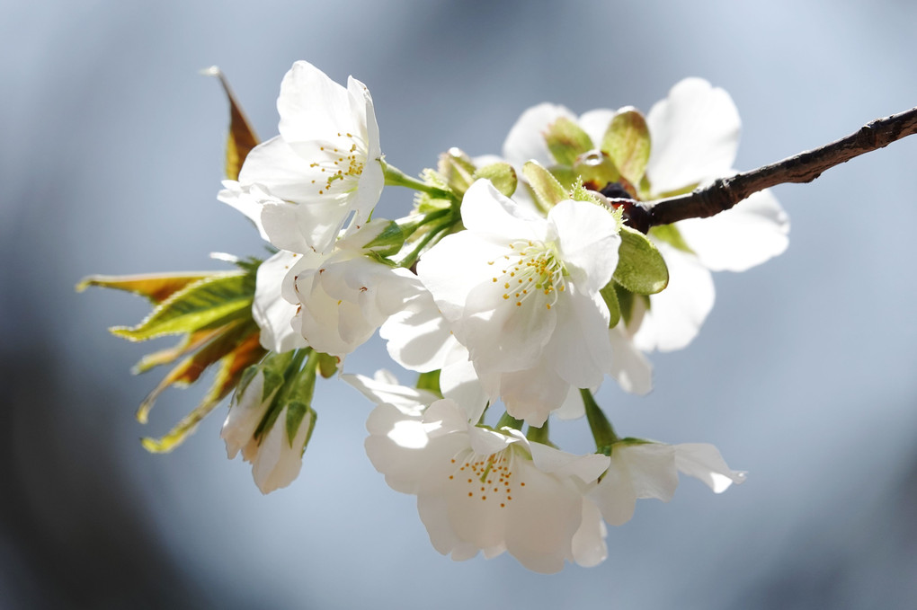 「さまざまのこと思ひ出す桜かな」（松尾芭蕉）