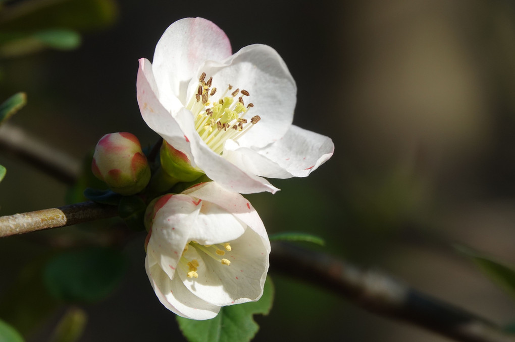 「木瓜（ぼけ）咲くや漱石拙（せつ）を守るべく」－－夏目漱石