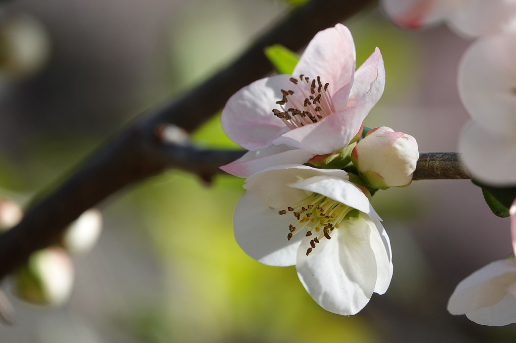 「木瓜（ぼけ）咲くや漱石拙（せつ）を守るべく」－－夏目漱石
