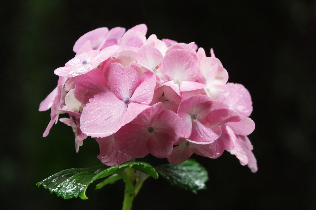 紫陽花　今年も楽しませてくれました。