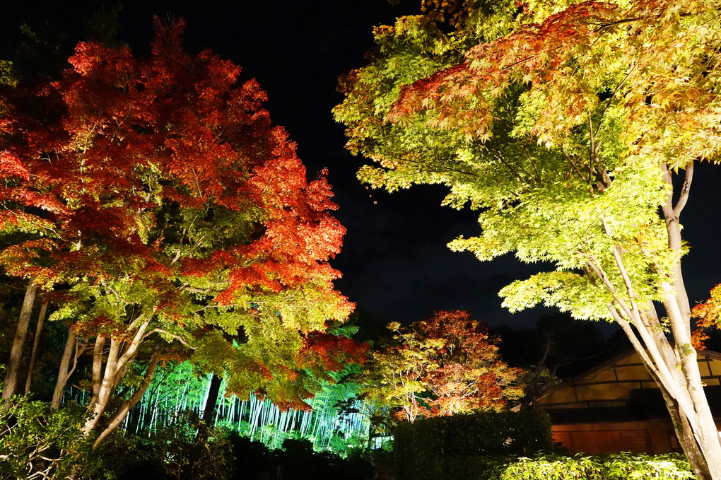 昭和記念公園　夜散歩