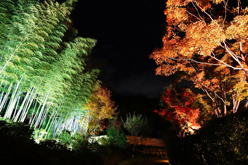 昭和記念公園　夜散歩