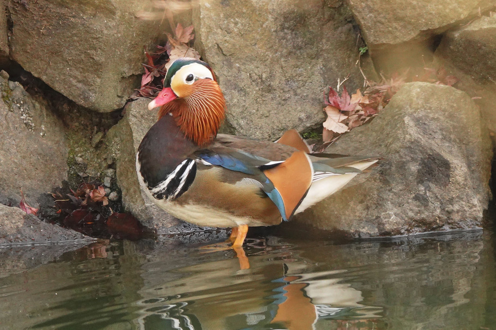 オシドリ　どこからか飛んできて優雅に泳いでいました。