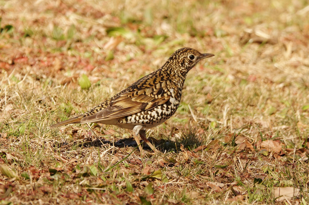 トラツグミ　お尻フリフリダンシング、かわいかったです。