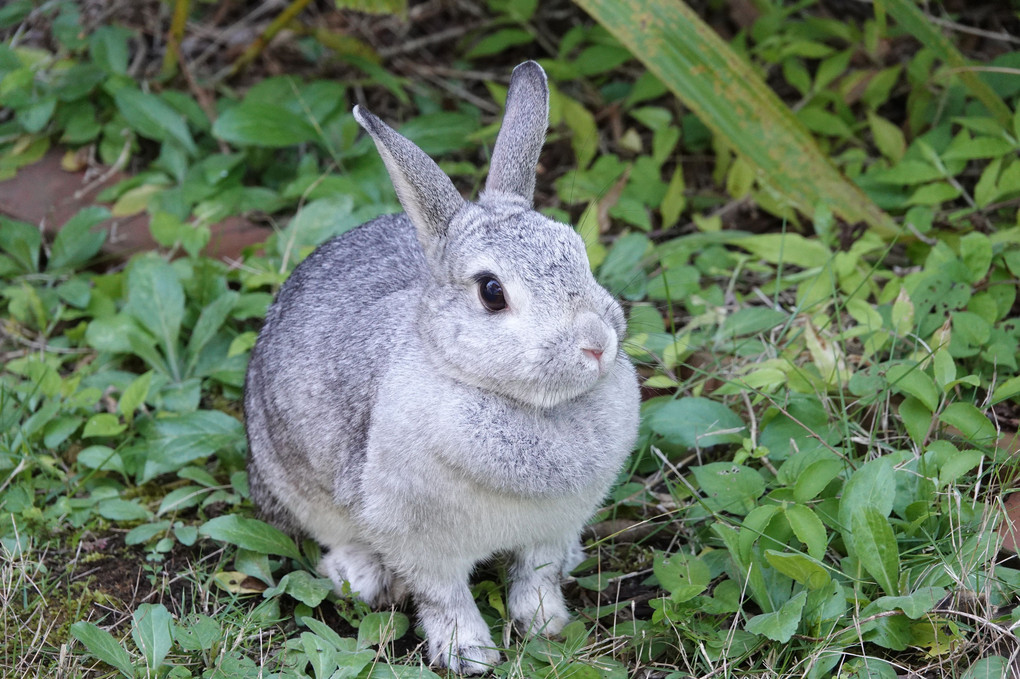 我が家のウサ子と庭遊び　癒されるひと時です。