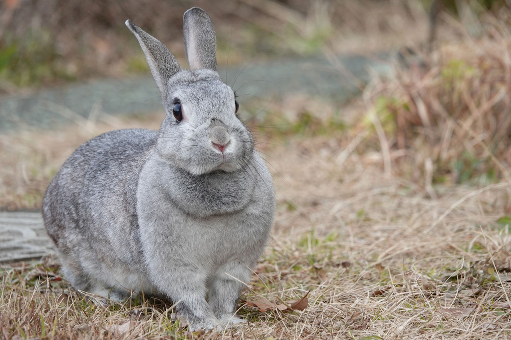 今朝のお澄ましウサ子　”わたしチャビです”