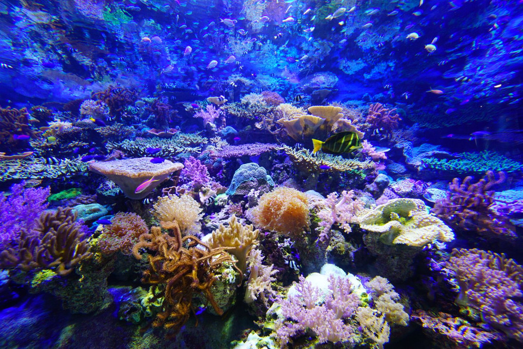 サンゴ礁の世界