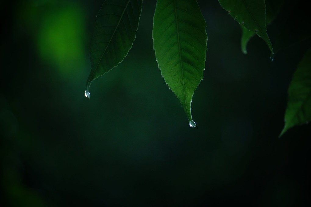 雫～雨の宝石