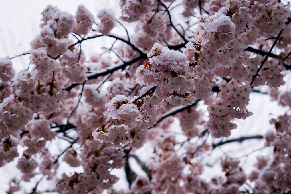 桜に雪 ＠青梅