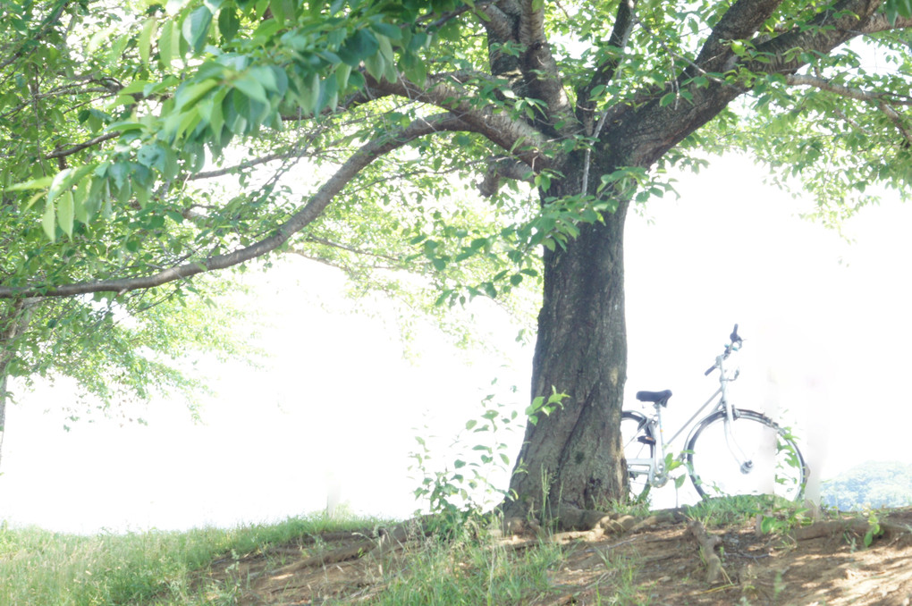 自転車