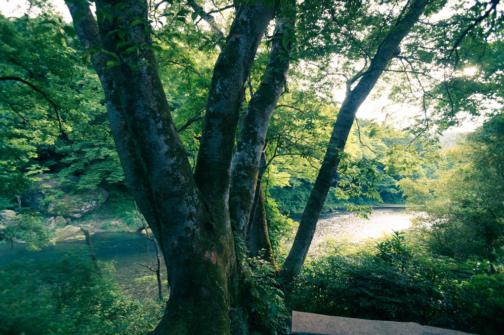 多摩川 ～初夏～